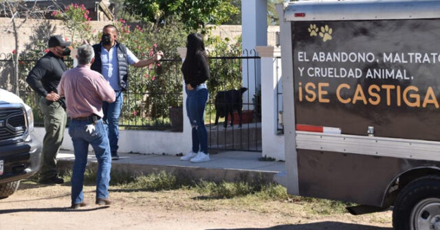 Investigan envenenamiento masivo de perros en Sonora