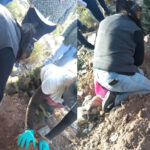 Colectivo de Buscadoras realizan el hallazgo de una fosa clandestina con al menos dos cadáveres en San José de Guaymas