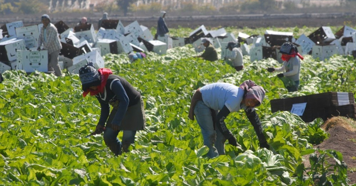 Más del 75% de jornaleros agrícolas utilizan drogas para ‘rendir’ más en sus labores
