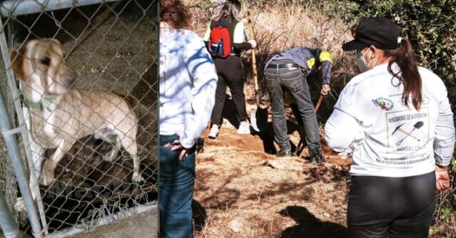 Binomio canino descubre fosa clandestina con cuatro cuerpos en Nogales