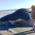 BALLENA