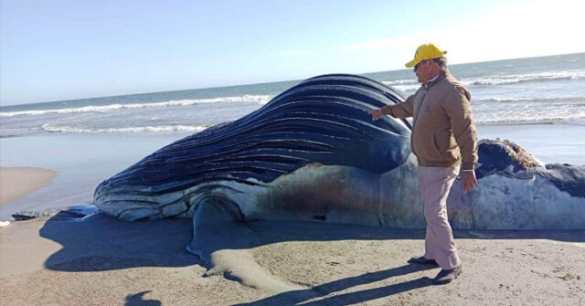 Barco sardinero provoca la muerte de una enorme ballena chacalote