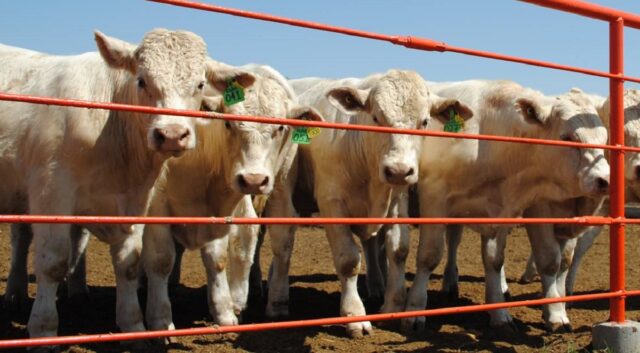 Sonora ocupa el segundo lugar nacional en exportación de ganado bovino.