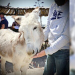 burro-1