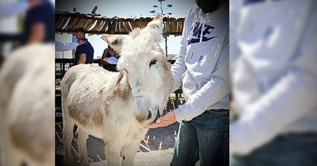 Rescatan a burro que fue maltratado y arrastrado por una camioneta en Santa Cruz