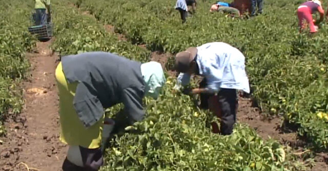Aumentan salario a jornaleros agrícolas, pero solo es un ‘espejismo’