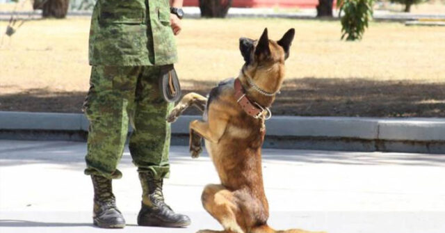 Sedena dará en adopción a héroes caninos jubilados que formaban parte del ejército