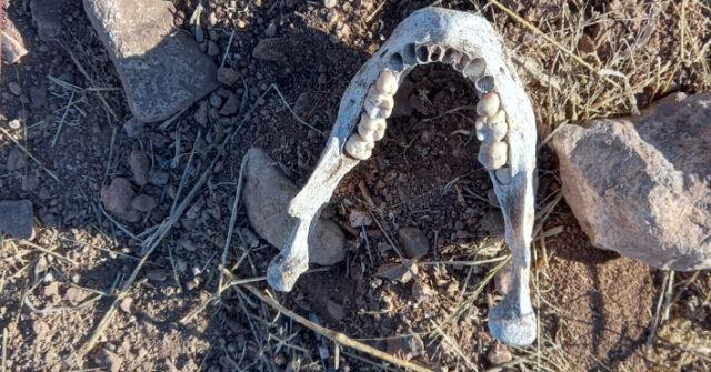 Encuentran restos humanos en un pareja del sector Granjas Mica