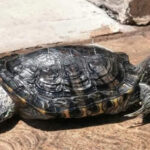 tortuga