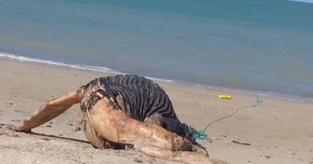 Cría de ballena jorobada muere al quedar atrapada en una red frente a las costas de Sonora