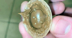 Bacteria de la Salmonela se crea en los huevos Kínder