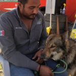 perro-1