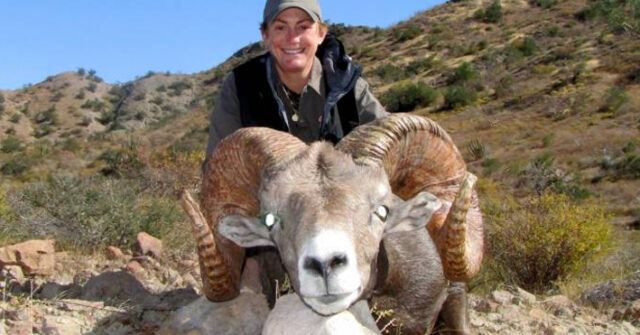 AMLO visitará Sonora para recibir propuesta de prohibir la caza del borrego cimarrón