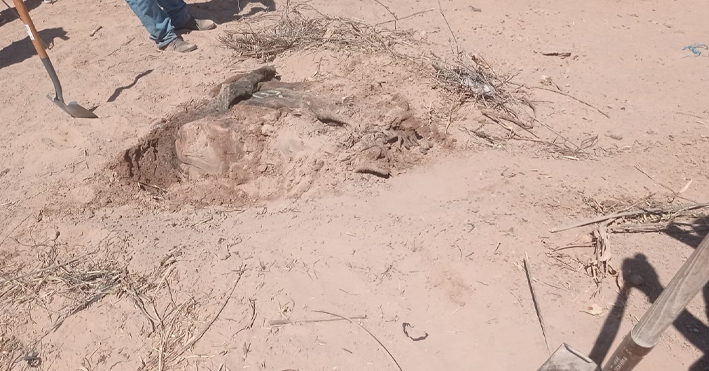 Localizan restos humanos en fosas clandestinas cercas del Sifón en SLRC