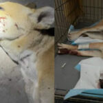 herido-2
