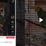 perico