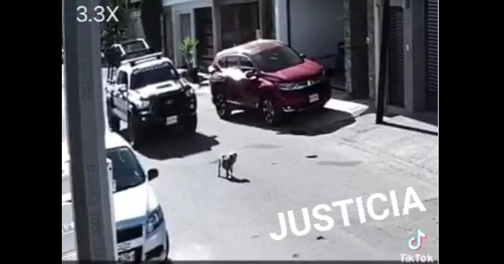 Captan momento en que elemento policiaco atropella a perro en estaba en medio de la calle
