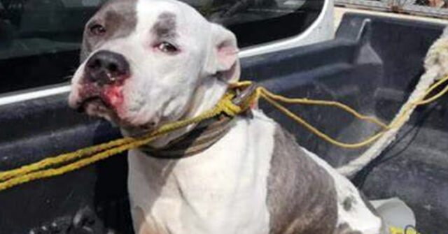 Feroz perra de la raza Pitbull ataque a vecinos de la colonia Punta Arena