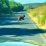 oso