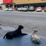 perros