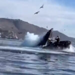 BALLENA