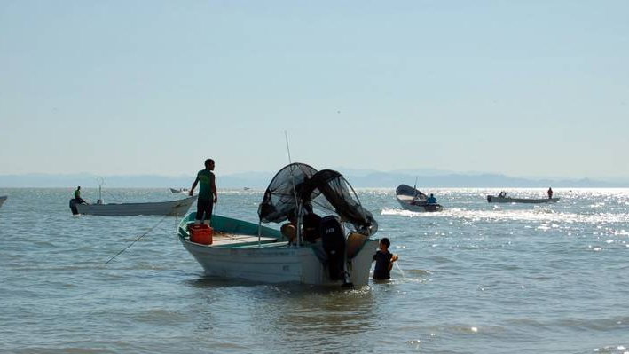 Levantan veda de pesca de mantarraya y tiburón este 1 de agosto