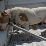 pitbull-1