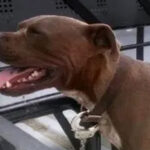 pitbull-2