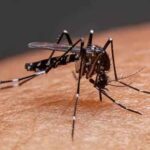 dengue
