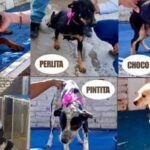 perritos