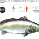 totoaba