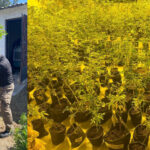 marihuana