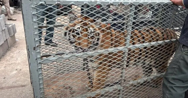 Dejan abandonado a tigre en Tijuana; esperan se trate de Baluma