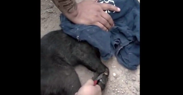 Piden justicia para gatito que fue amarrado con cinchos por vecina en el sector Pueblitos.