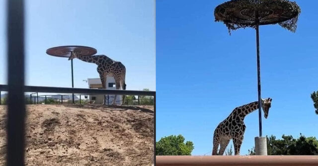 Exhiben las malas condiciones en que vive la jirafa donada de Sonora a Chihuahua