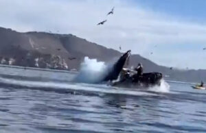 VIDEO: Enorme ballena jorobada se traga a dos jóvenes que paseaban en kayak