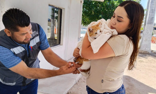 Realizan con éxito jornada de vacunación canina y felina; se realizó en Palacio Municipal.