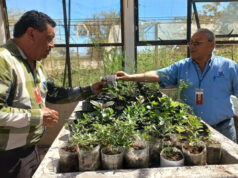 Ayuntamiento recibe en donación importante lote de arbolitos de parte del CBTA 132 Ayuntamiento recibe en donación importante lote de arbolitos de parte del CBTA 132.