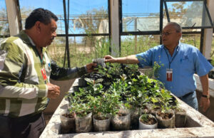 Ayuntamiento recibe en donación importante lote de arbolitos de parte del CBTA 132 Ayuntamiento recibe en donación importante lote de arbolitos de parte del CBTA 132.