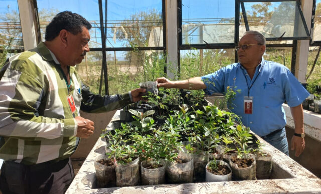 Ayuntamiento recibe en donación importante lote de arbolitos de parte del CBTA 132.