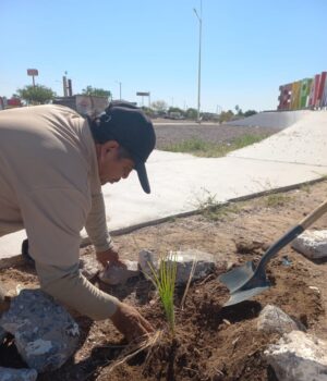 Ecología Municipal realiza jornada de forestación en camellones de bulevares Ecología Municipal realiza jornada de forestación en camellones de bulevares