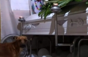 Perrito no se despega de su dueño aún después de que muriera Perrito no se despega de su dueño aún después de que muriera