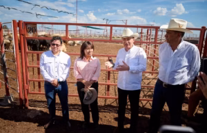 Sonora reactiva exportación de ganado a EU; gestiones de Sheinbaum y Durazo abren la frontera Sonora reactiva exportación de ganado a EU; gestiones de Sheinbaum y Durazo abren la frontera