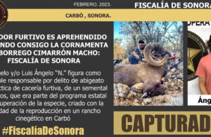 Detienen a cazador furtivo llevando una cornamenta de borrego cimarrón en Sonora