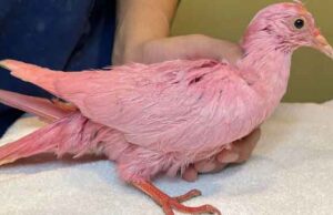Rescata a paloma que pintaron de color rosado para una fiesta de revelación de género