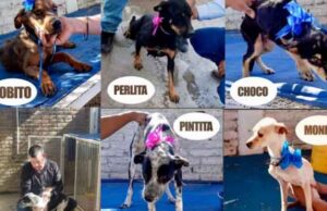 Rescatan a cinco perros maltratados y en estado de abandono en Cajeme Rescatan a cinco perros maltratados y en estado de abandono en Cajeme
