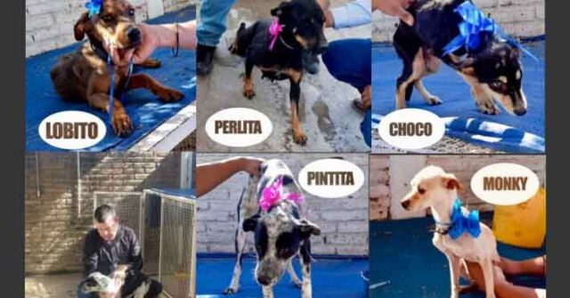 Rescatan a cinco perros maltratados y en estado de abandono en Cajeme