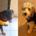 Abren guardería para perritos en Guaymas
