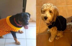 Abren guardería para perritos en Guaymas Abren guardería para perritos en Guaymas