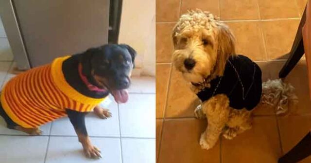 Abren guardería para perritos en Guaymas
